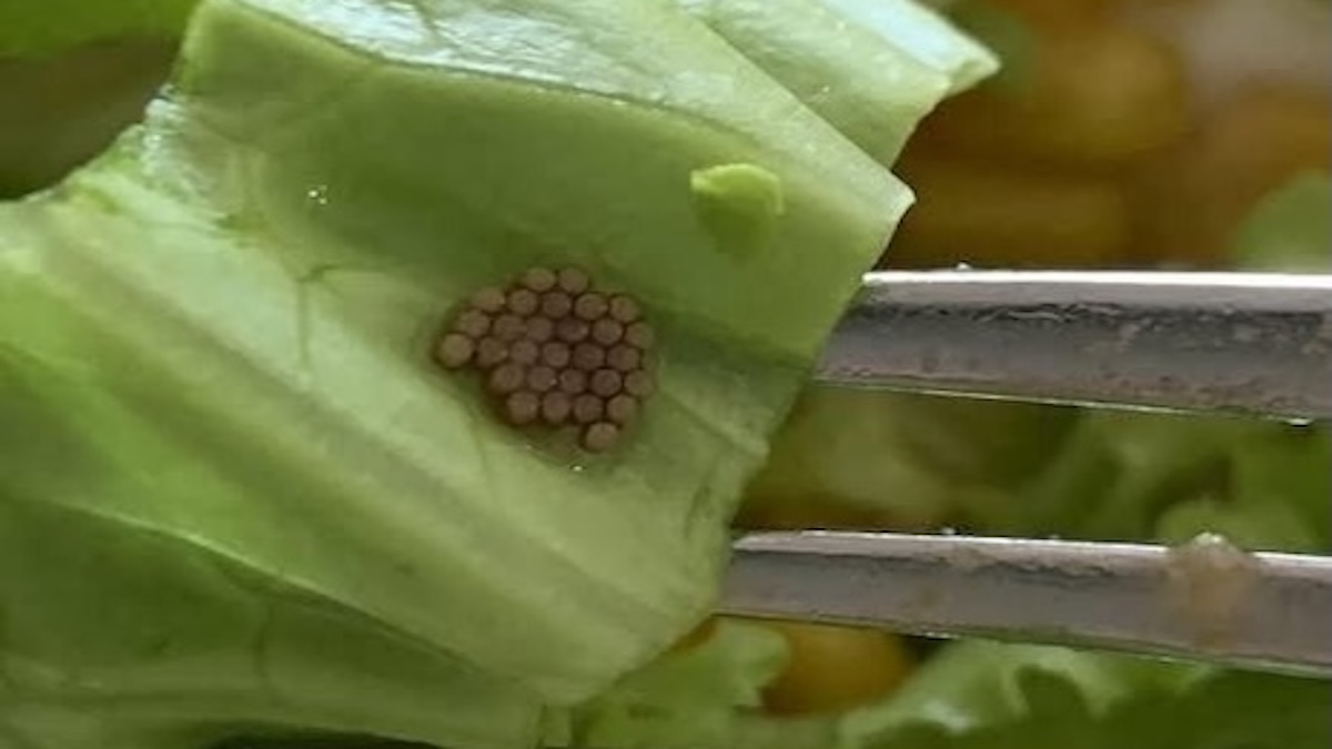 « J'ai trouvé ces petites boules dans la salade, chez moi. Quelqu'un sait ce que ça pourrait être ? »