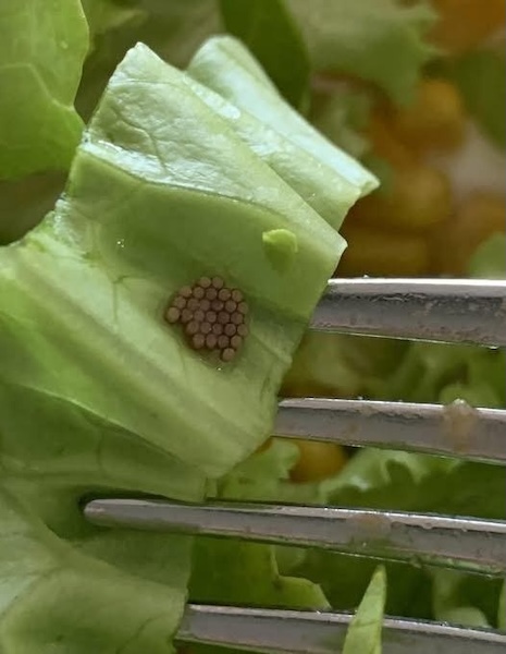 « J'ai trouvé ces petites boules dans la salade, chez moi. Quelqu'un sait ce que ça pourrait être ? »