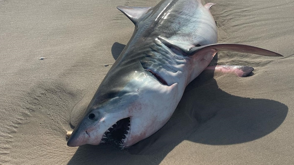 Le plus grand requin blanc jamais observé a été retrouvé près d'une destination touristique : on le traquait depuis des années