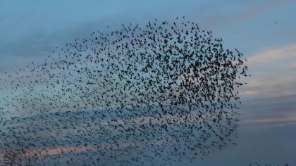 Les animaux sentent-ils les phénomènes naturels avant qu’ils ne surviennent ?