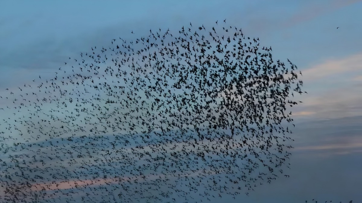 Les animaux sentent-ils les phénomènes naturels avant qu’ils ne surviennent ?