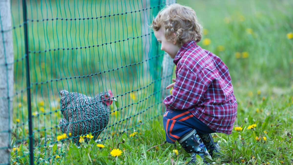 L’histoire touchante d’un garçon et de sa poule nommée Nugget