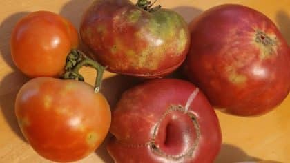 Ne négligez plus ces taches sur les tomates ! Elles peuvent être dangereuses pour votre santé.