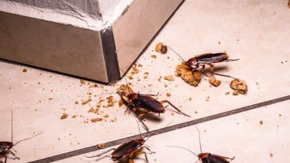 Pourquoi les cafards ne sortent-ils que la nuit ? La réponse vous surprendra
