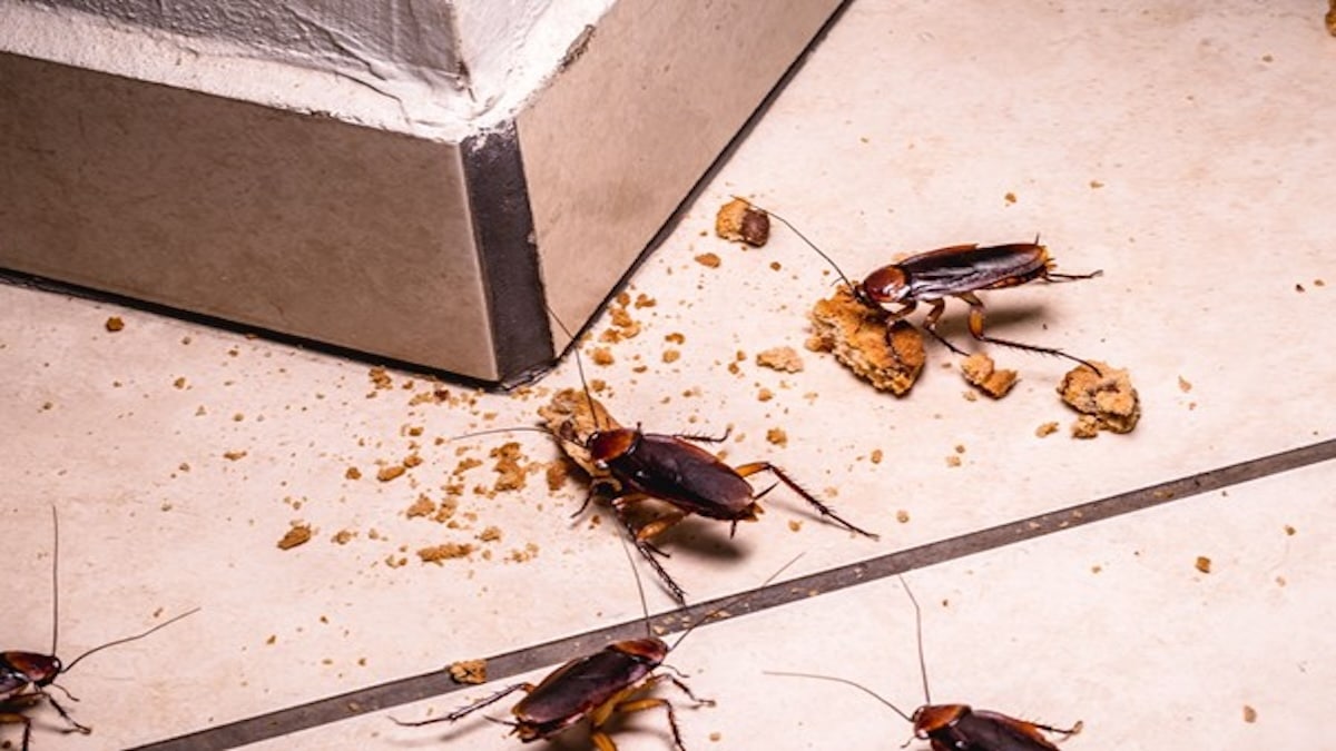 Pourquoi les cafards ne sortent-ils que la nuit ? La réponse vous surprendra