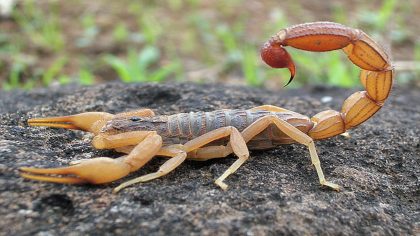 Pourquoi les scorpions apparaissent-ils dans votre maison et comment les empêcher d'entrer dans votre maison ?