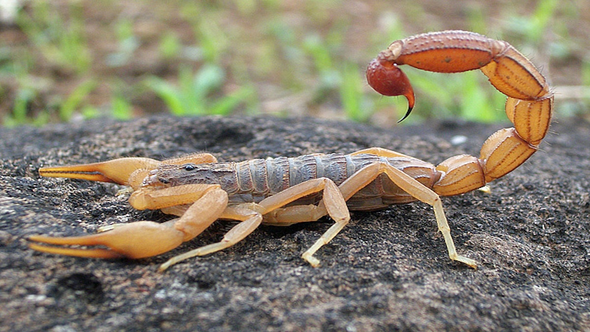 Pourquoi les scorpions apparaissent-ils dans votre maison et comment les empêcher d'entrer dans votre maison ?