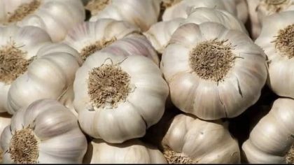 Que se passe-t-il si je mange de l’ail cru tous les jours ?