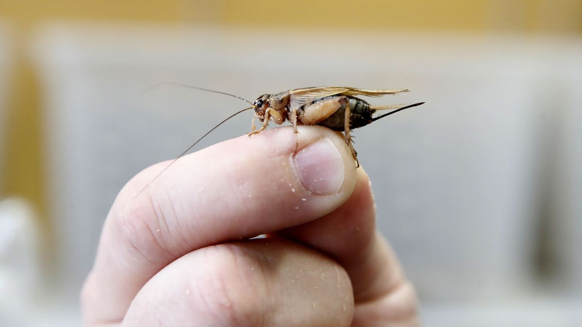 Si vous voyez cet insecte dans votre maison, ne l'ignorez pas, c'est ce que cela signifie réellement, vous pourriez être en danger sans le savoir