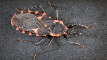 Symptômes, causes et mesures préventives de la maladie de Chagas