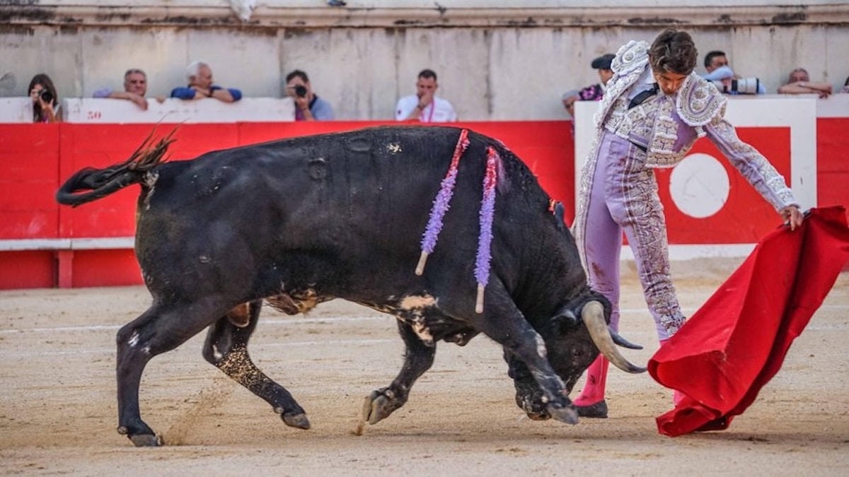 Un jeune torero meurt en direct, empalé par un taureau de 700 kilos. La vidéo choque le monde entier
