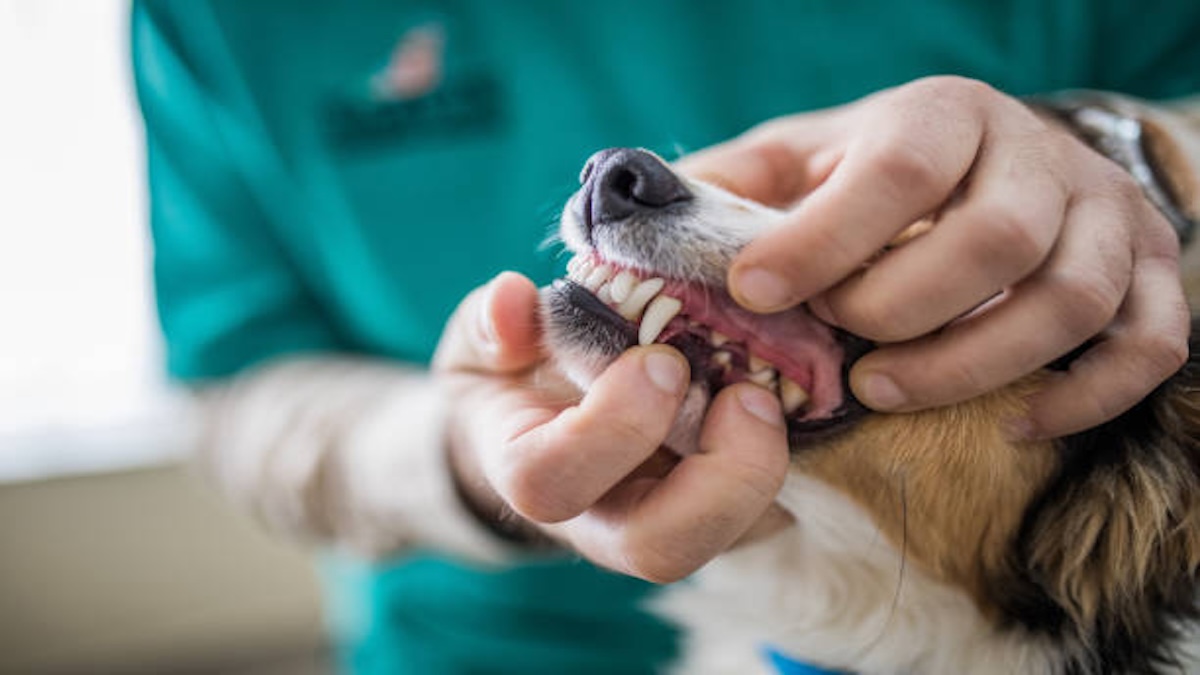 Une femme vérifie les dents de son chien et découvre quelque chose de terrifiant