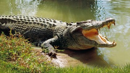 Vacances en cauchemar : un adolescent attaqué par des crocodiles