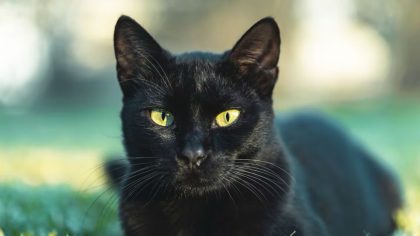 Voilà ce que signifie lorsqu'un chat noir s'approche de vous, selon les experts