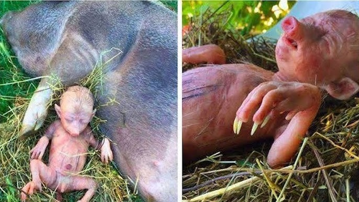 Le bébé qui a bouleversé toute une région est unique. Mi-humain, mi-cochon, il est toujours en vie contre toute attente