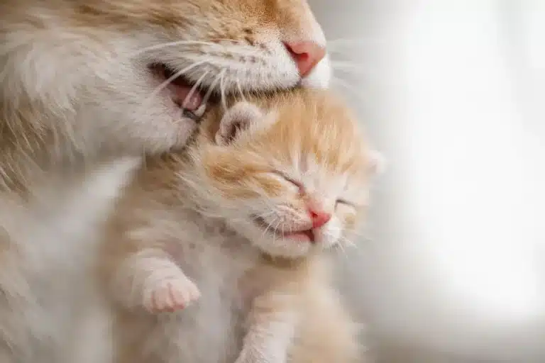 Un chaton nouveau-né semble condamné : sa mère lui sauve la vie d’une façon inattendue et bouleversante, filmée au dernier moment