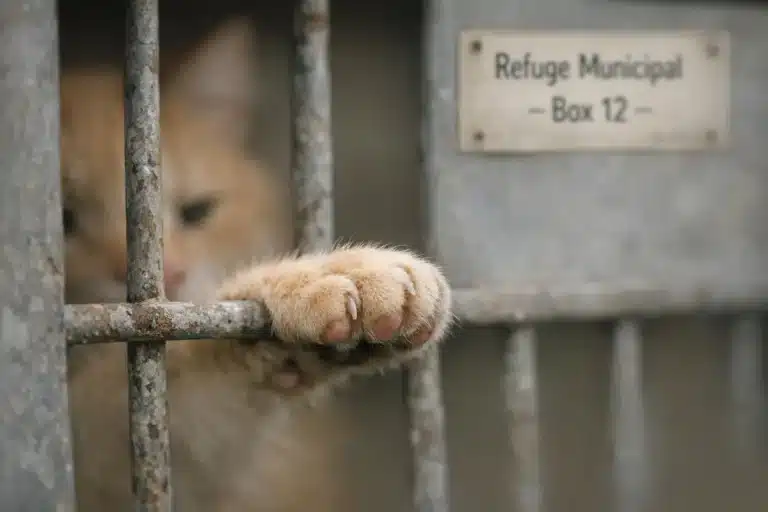 Ce chat de refuge fait la même chose toutes les heures depuis des mois : la vidéo bouleversante qui mobilise les internautes pour enfin changer sa vie
