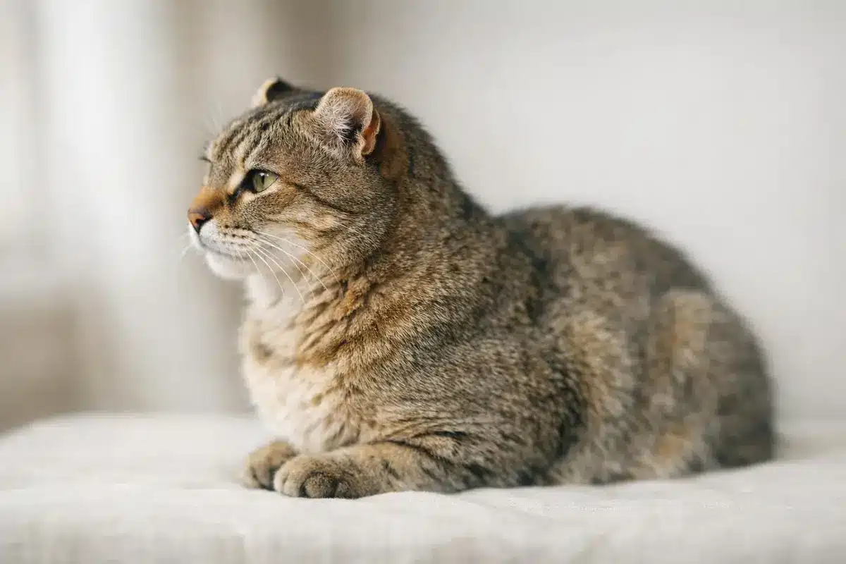 Chat petite oreille : 12 races rares et craquantes à découvrir, avec leurs particularités qui font toute la différence